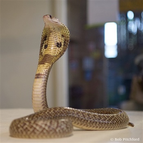 snake snake